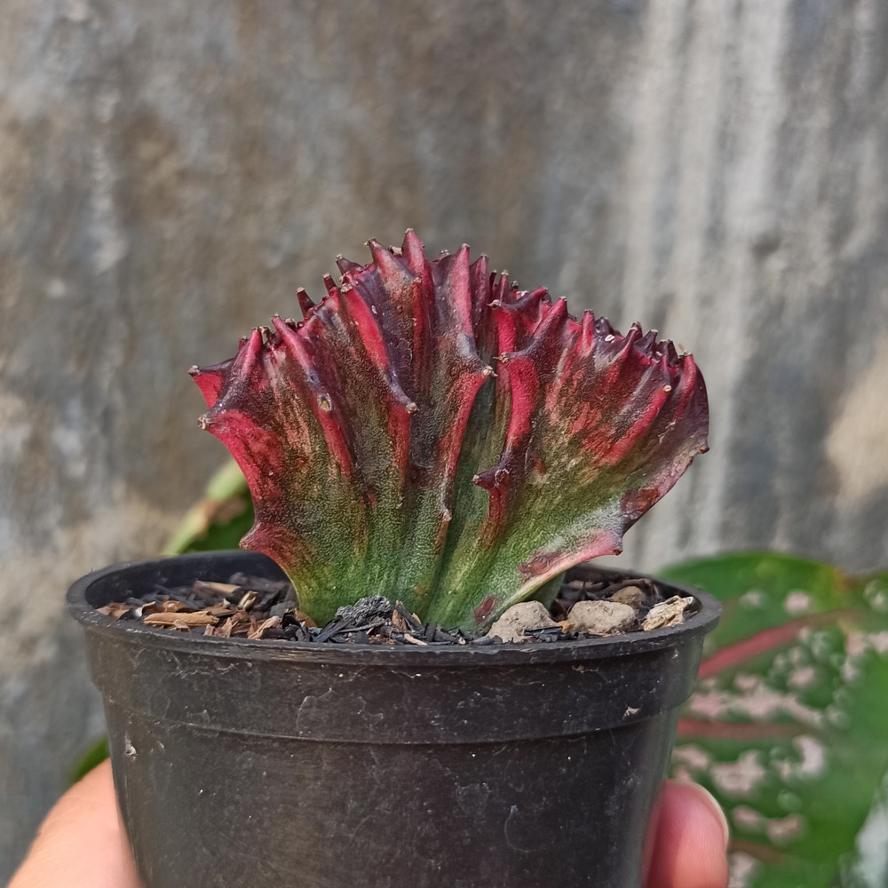 Kaktus SUkulen | 261. Euphorbia Red Lactea