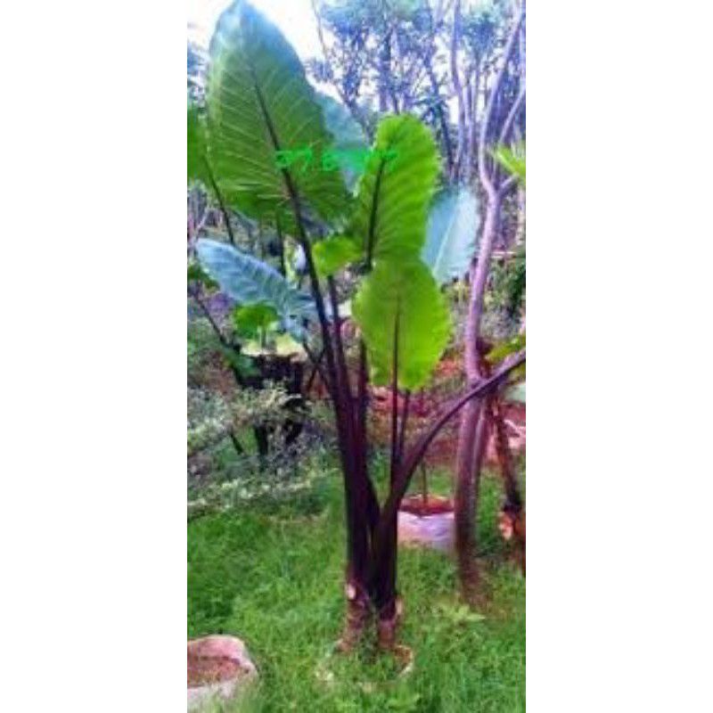 Bibit Talas Sente Wulung/Hitam besar