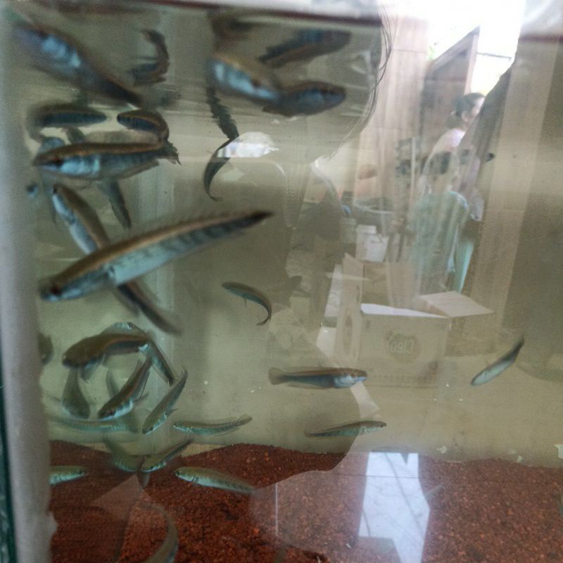 YELLOW SENTARUM SIZE 7-8 BAR RAPIH SIMET