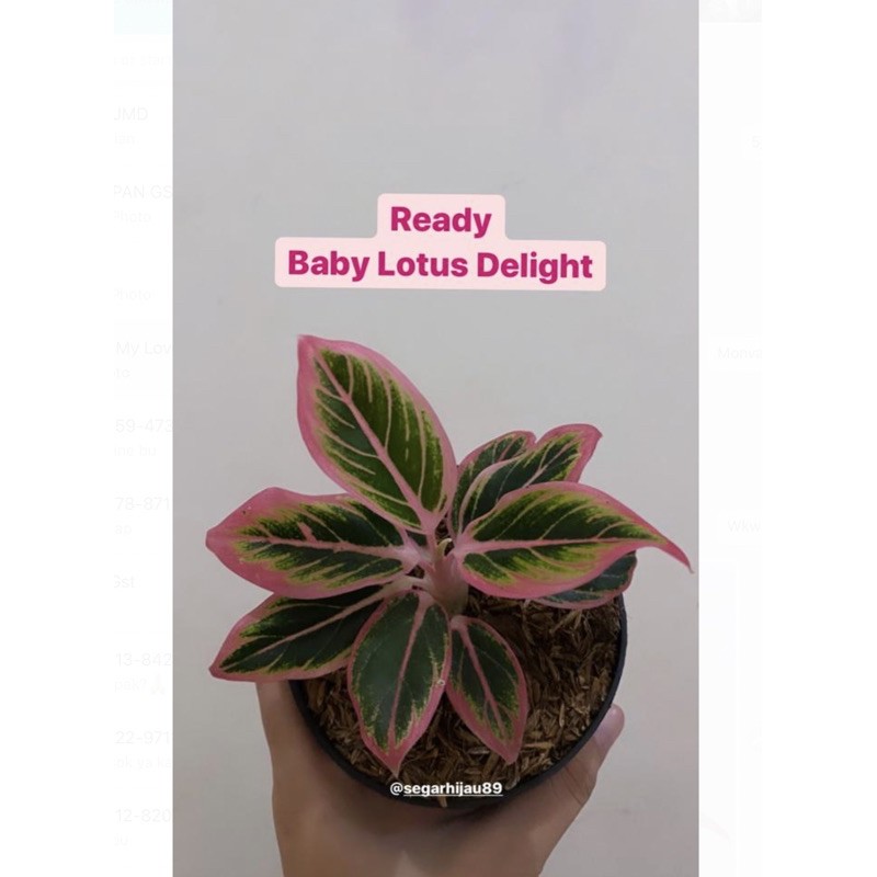 Aglonema Lotus Delight