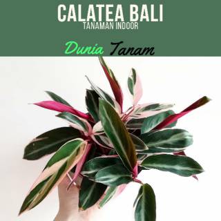 Tanaman hias Calatea Meranti Bali benih tanaman bibit Tanaman hias Calatea Meranti Bali benih tanaman bibit