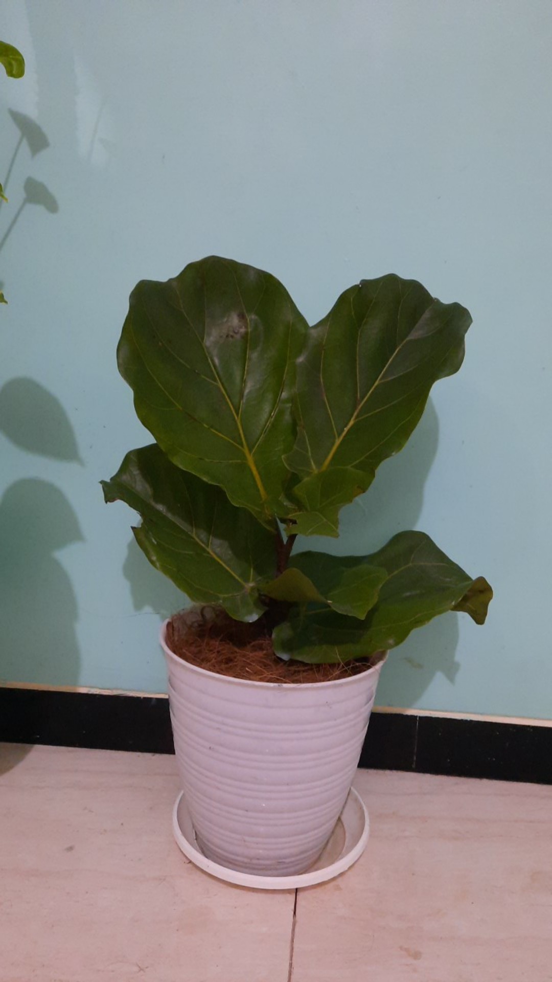 Tanaman Hias Outdoor Ketapang Biola Cantik