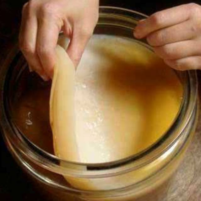 

1 paket Toples kaca & jamur teh kombucha