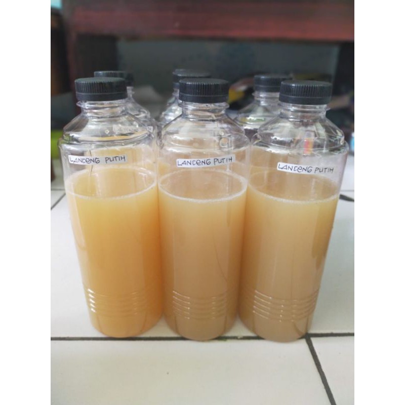 

Madu lanceng Putih