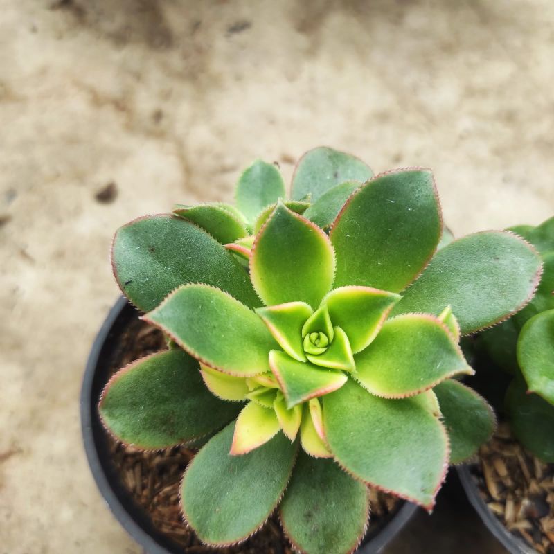 tanaman hias kaktus sukulen paket isi 6pcs