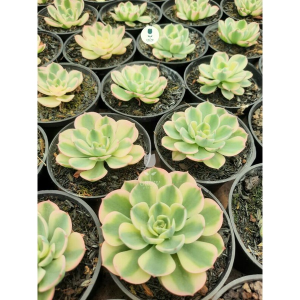sekulen echeveria compton