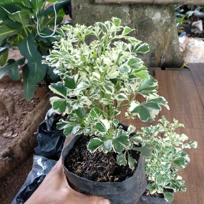 tanaman hias indoor - andong laut mini variegata - merkitik variegata