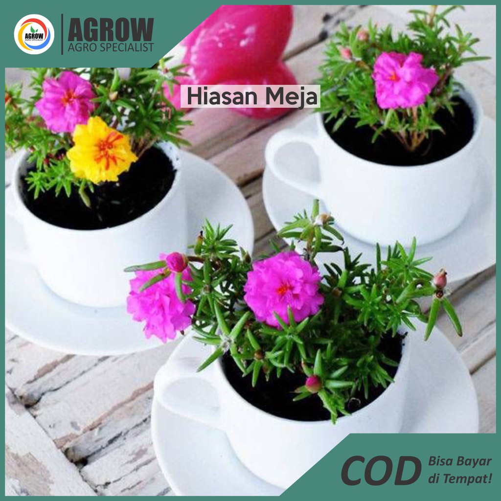 Stek Bunga Krokot / pukul 9/ Mossrose/ Portulaca Termurah Terlengkap By Agrow