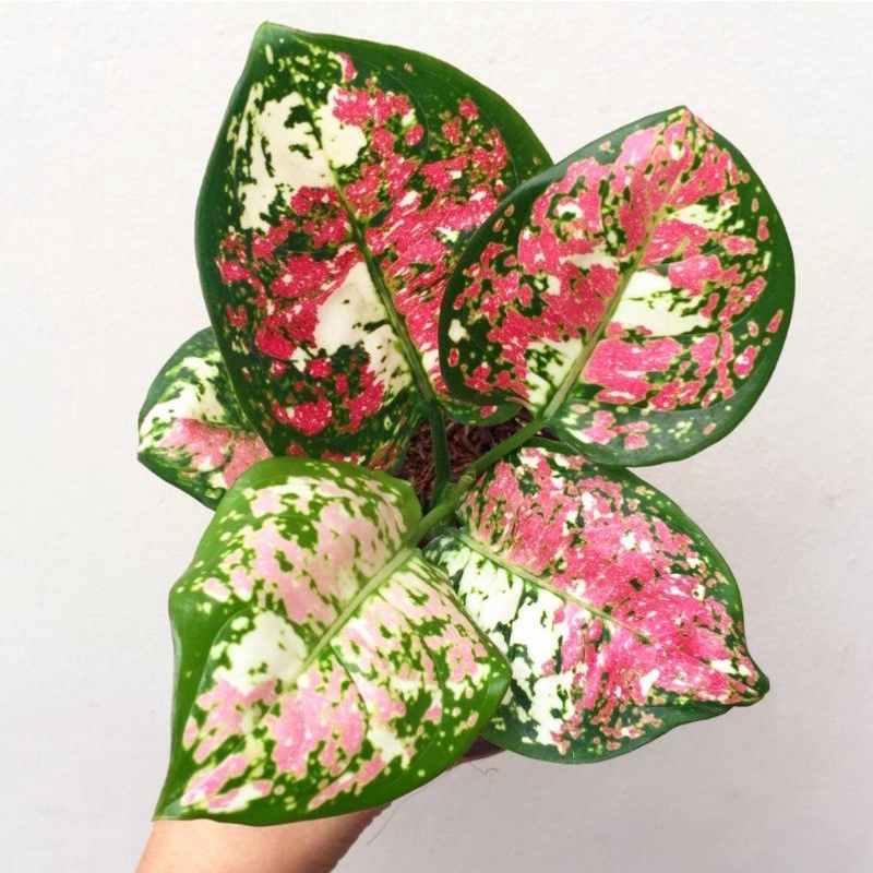 Aglonema tri color siam aurora (Tanaman hias aglaonema tri color) - tanaman hias hidup - bunga hidup