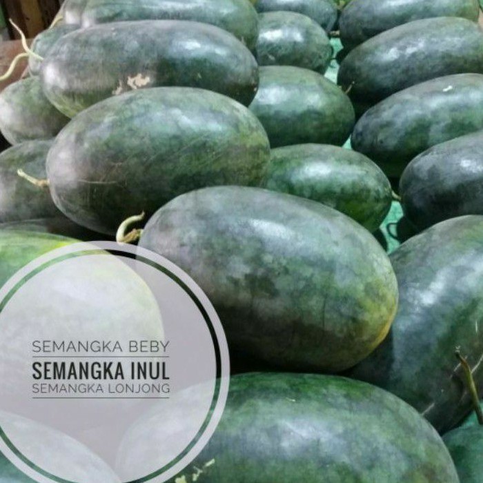 buah semangka inul/ semangka beby merah