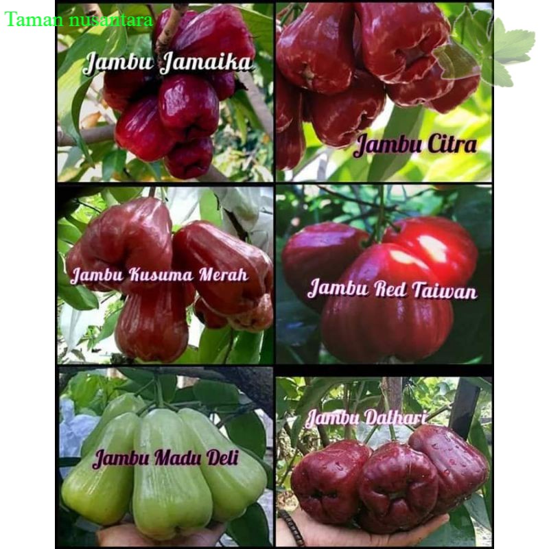 paket 6 bibit jambu air jamaika,citra,Kusuma merah,red Taiwan,madudeli,dalhari terlaris