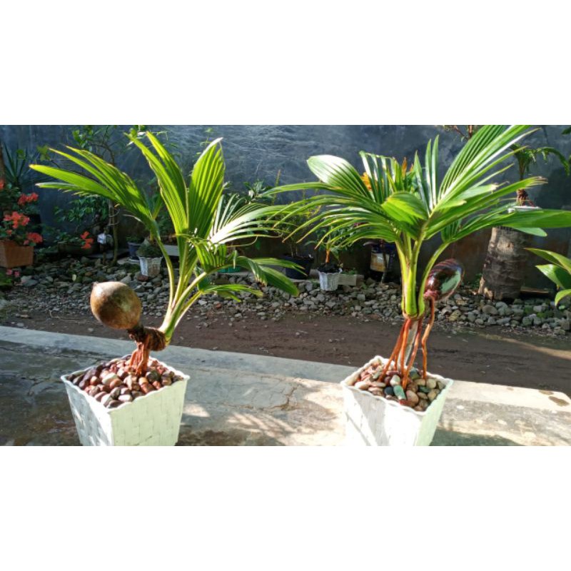 Bonsai Kelapa Cantik untuk hiasan rumah