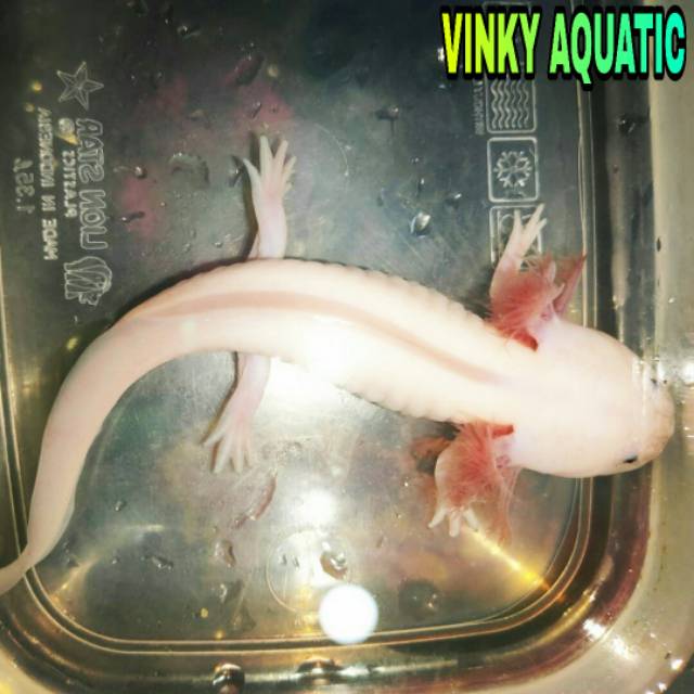 Axolotl Albino 15 16 Cm Shopee Indonesia