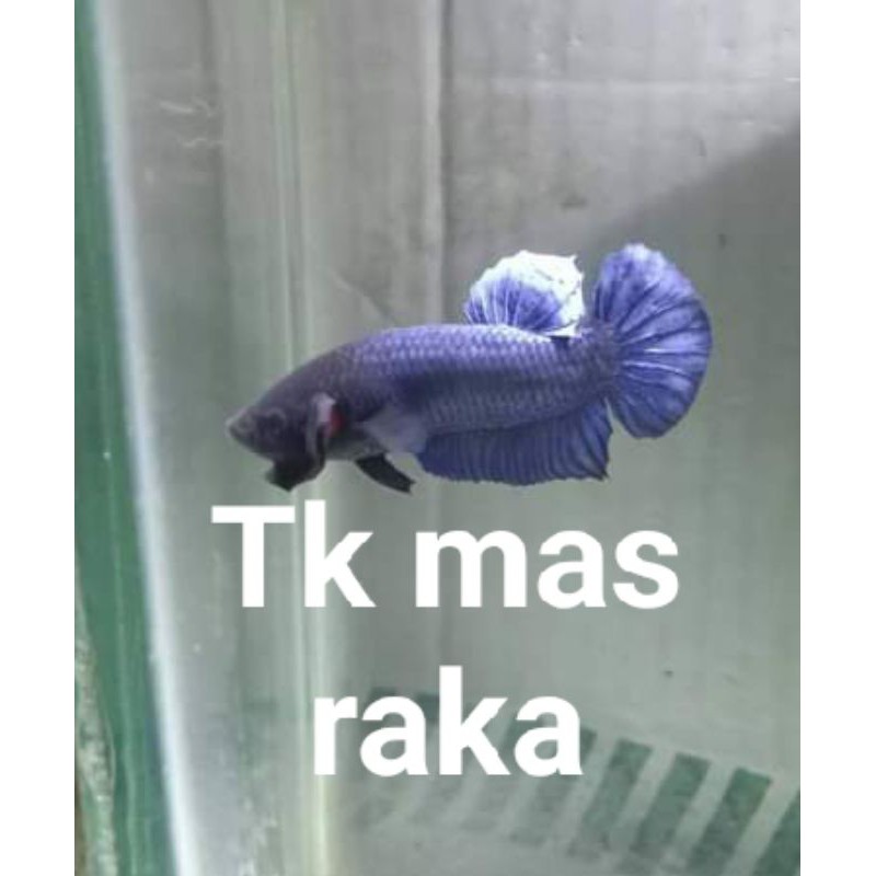 IKAN CUPANG ADUAN LOPER