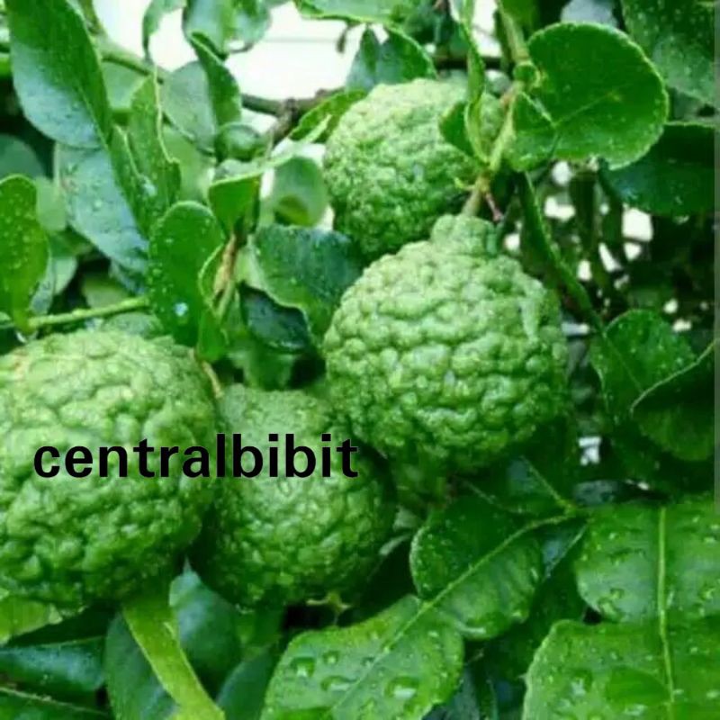 

jeruk purut atau jeruk sambal okulasi