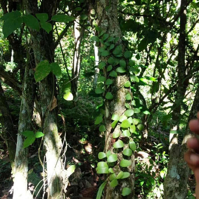 

terbaik DAUN SISIK NAGA siBANALU Dari POHON KOPI ASLI ampuh MENGOBATI KANKER