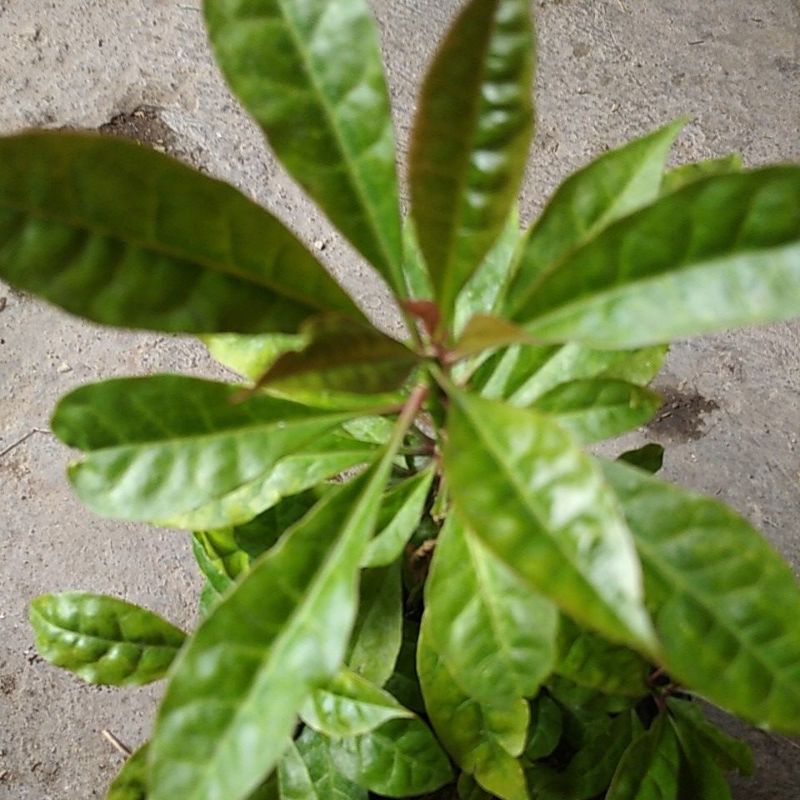 

Daun Jarum 7 Duri Bilah petik segar @