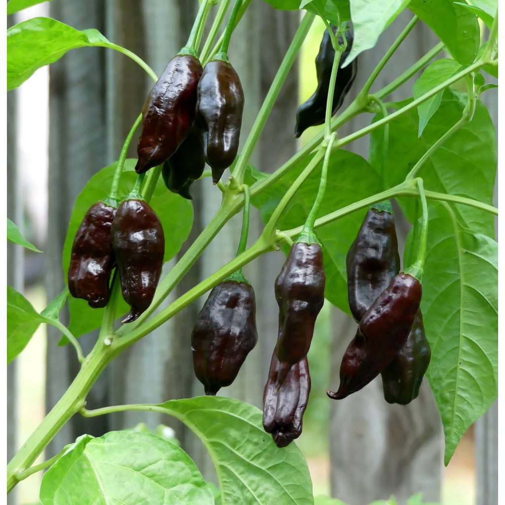 Benih Bibit Biji - Cabai Machu Picchu Tail Cabe Pepper Seeds