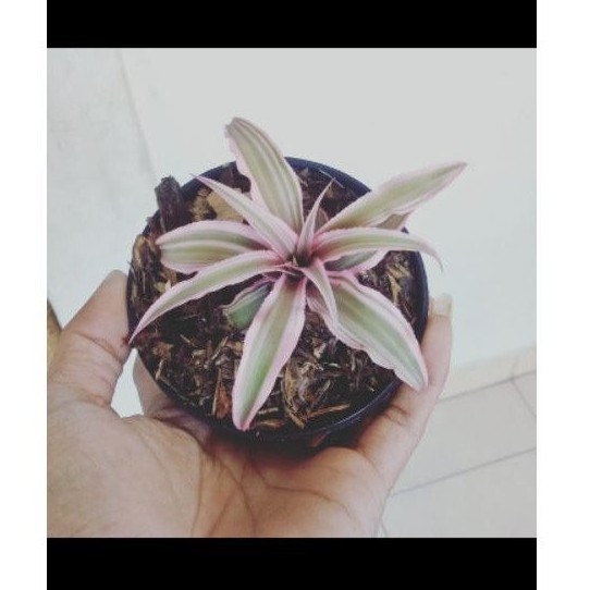 cryptanthus - tanaman paludarium/terrarium cryptanthus - tanaman cryptantus