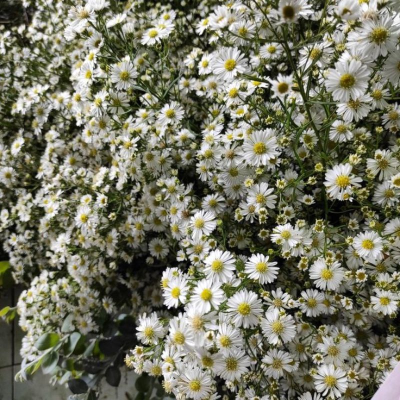 bunga pikok putih bunga pikok ungu bunga pikok asli bunga pikok fresh buket bunga pikok buket bunga mawar buket bunga wisuda bunga pikok murah