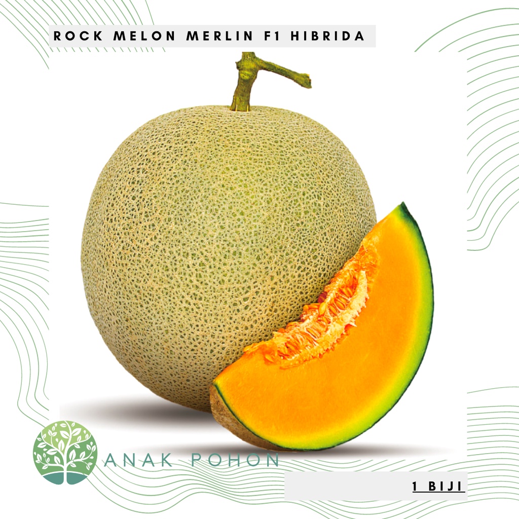 Benih Bibit Biji - Melon Merlin F1 Hibrida Sweet Rock Melon Orange Seeds - Tahan Gemini Virus - Panen Dalam 68 Hari