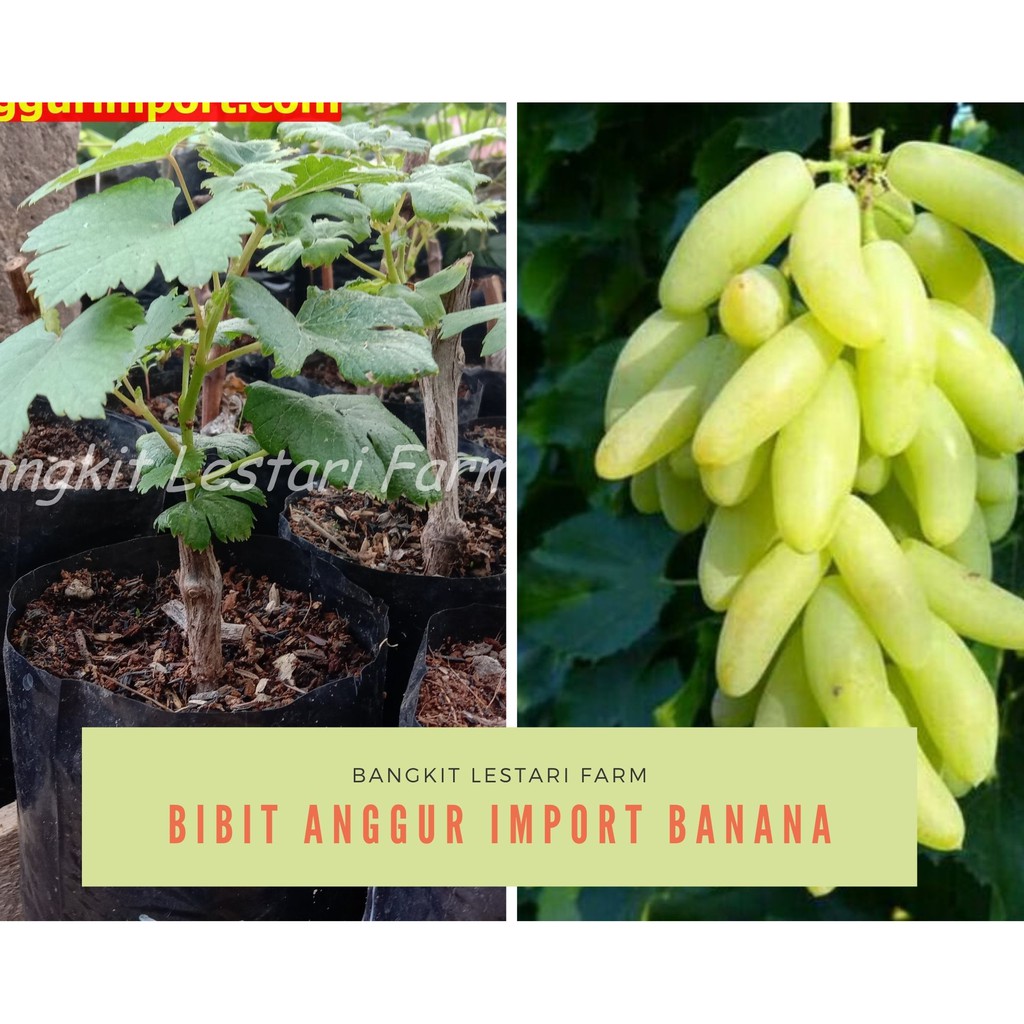 Bibit Anggur Import Banana