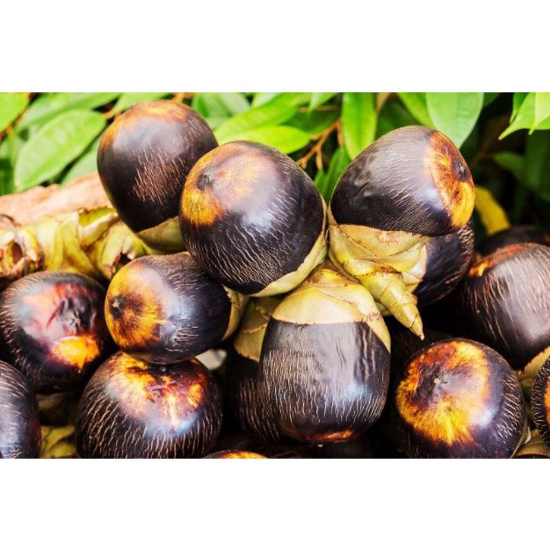 bibit Siwalan tua 1 buah isi 3 siap ditanam