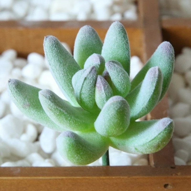 Tanaman Succulent Hijau / Kaktus Imitasi DIY Untuk Dekorasi Rumah / Pesta Pernikahan