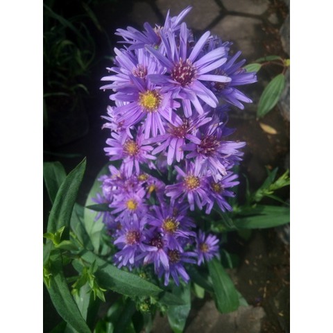 Paket Tanaman Bunga Aster Pikok (aster amellus) 100rb 8 pohon 4 Warna