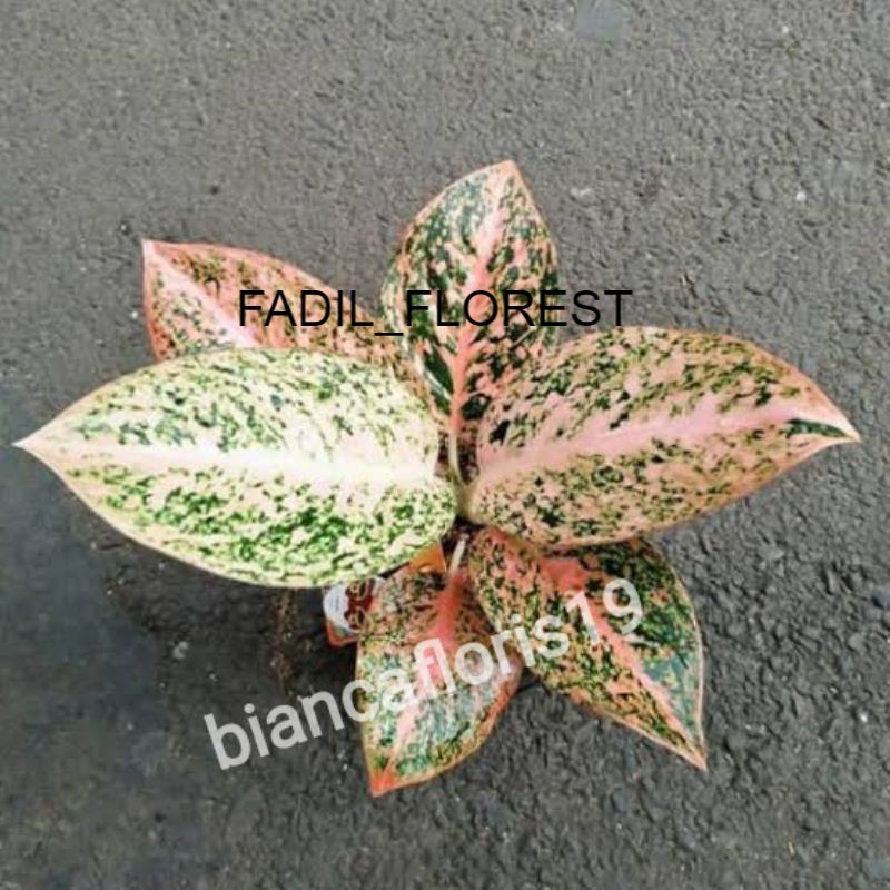 AGLONEMA STARDAS ORANGE BABY/BIBIT SEED_AGLONEMA