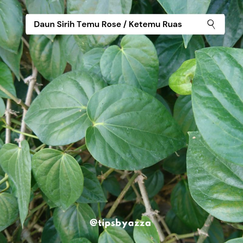 Daun Sirih Temu Rose | Daun Sirih Ketemu Ruas | Daun Sirih Segar Langka