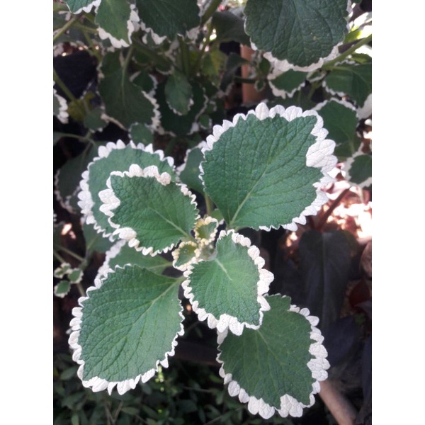 tanaman hias miana hijau bludru garis putih miana langka miana murah / coleus /iler /jawer kotok