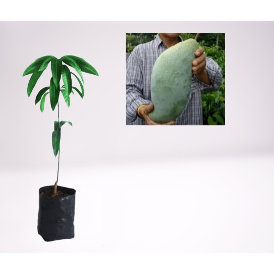 Bibit Mangga Mahathir Pohon Mangga Bibit Buah Mangga Mahatir