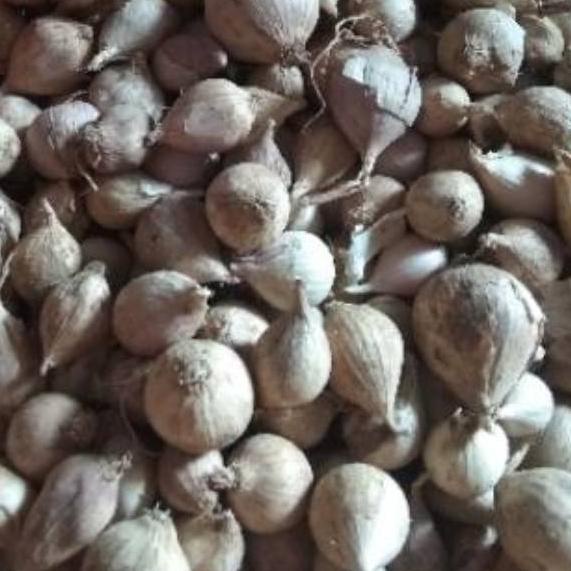 

[KODE 9RPQO] Bawang Putih Tunggal / Lanang LOKAL 500 Gram