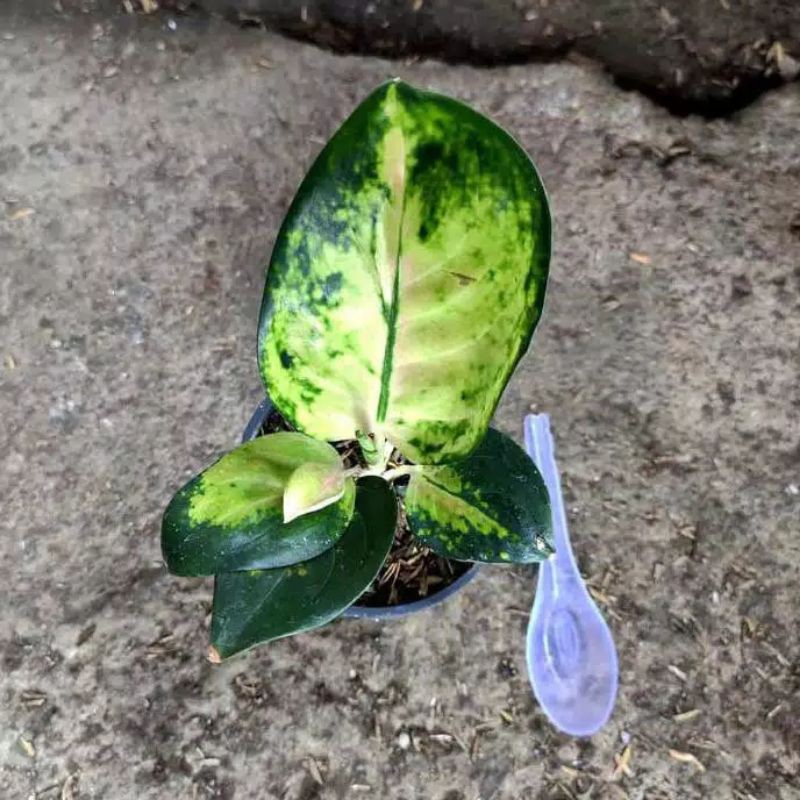 tanaman hias/aglonema sultan Brunai/aglonema baby/beli 2 lebih hemat