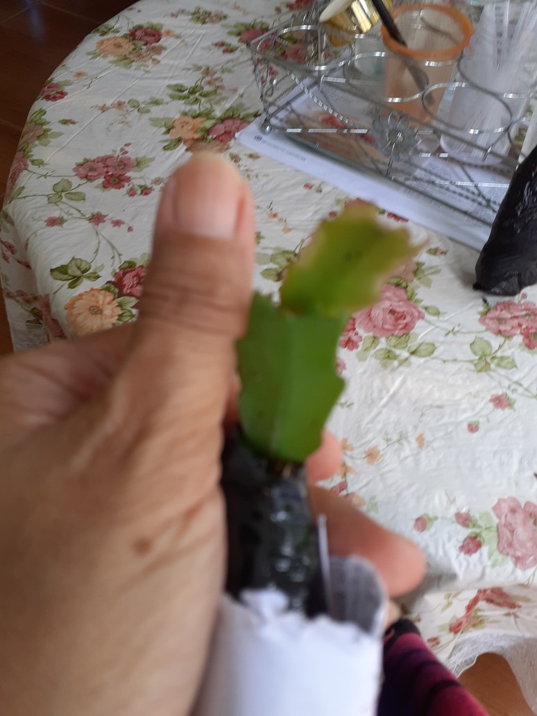 Tanaman Hias Bunga Kemuning - Pohon Kemuning