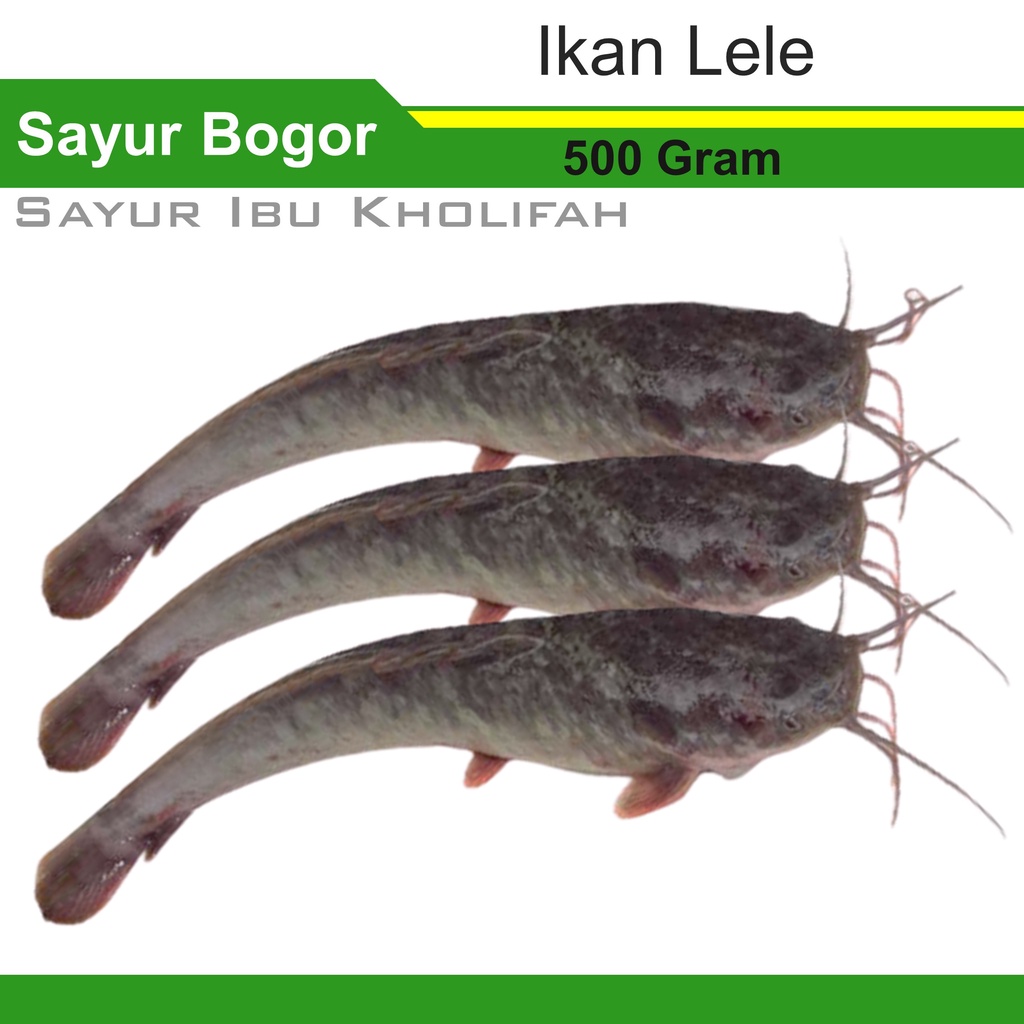 Ikan Lele Segar 500 gram Ikan Segar Bogor