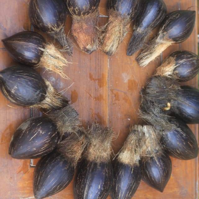 Bahan bonsai kelapa minion