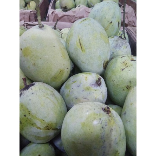 

Mangga Indramayu Super dan Manis 1kilo