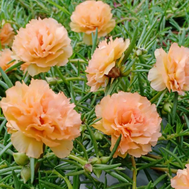 Bibit Tanaman Krokot Import, Krokot Tumpuk Intan