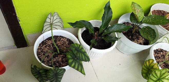 Tanaman Hias Antorium Gelombang Cinta/bibit Tanamn Antorium