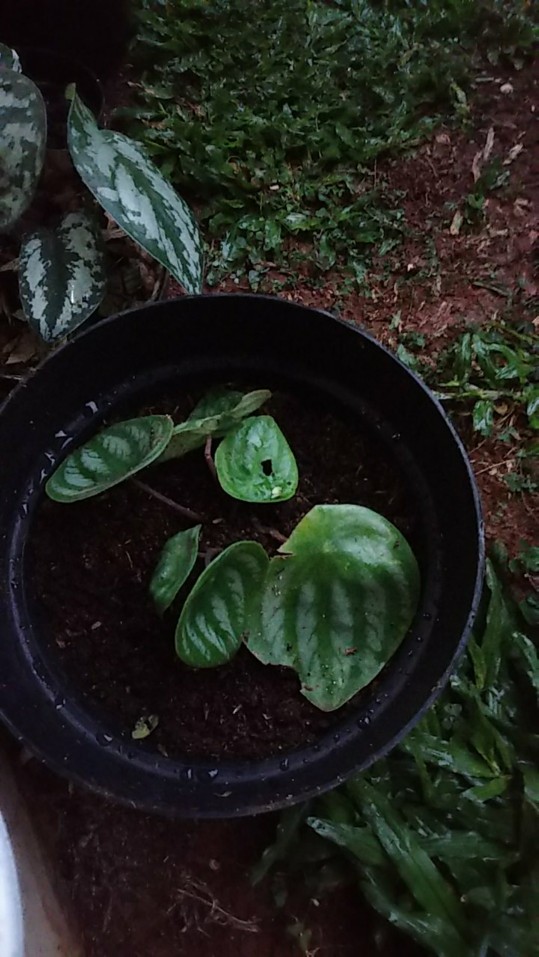 Tanaman Hias Water Melon