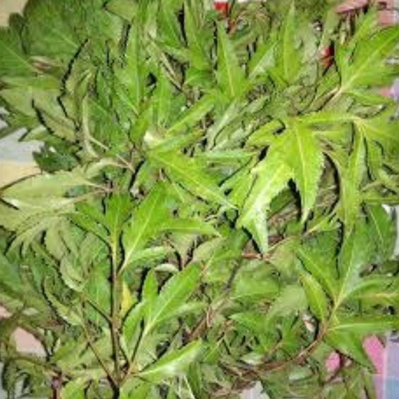 

Jual Daun Cakra Cikri Fres 500Gram