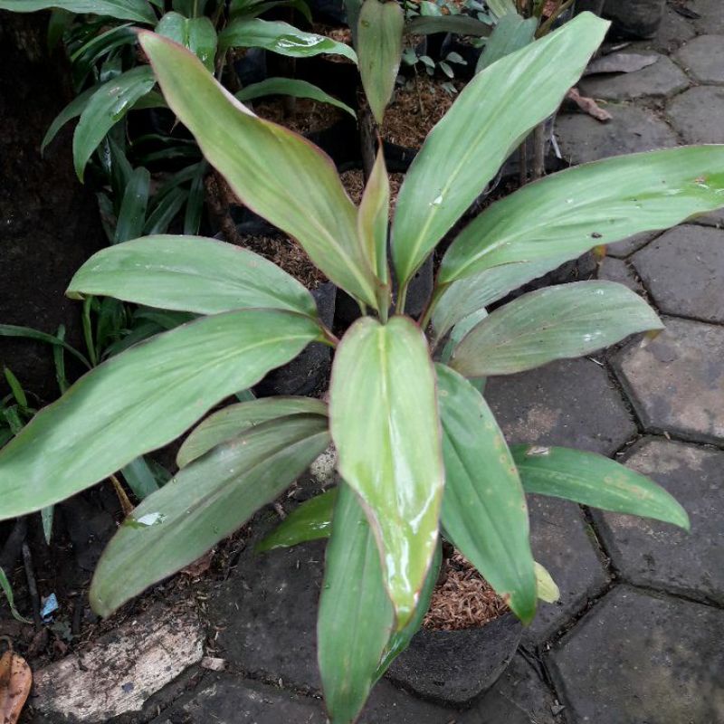 Hanjuang Hijau / Andong