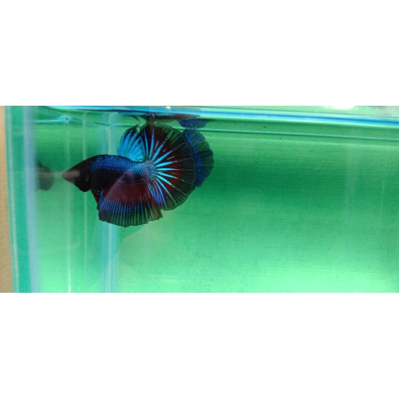 ikan cupang halfmoon