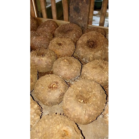 porang hitam black konjak dari umbi besar ukuran 1kg