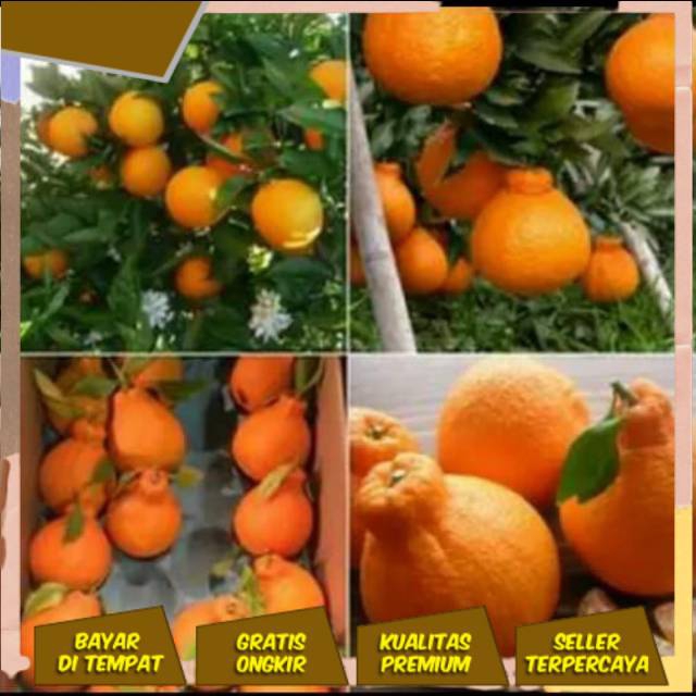 Bibit jeruk dekopon asli kualitas super