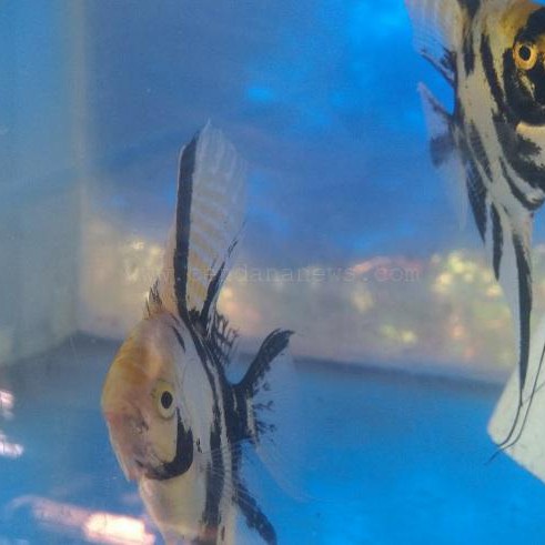 ikan hias manfish 3 color beli 2 gratis 1