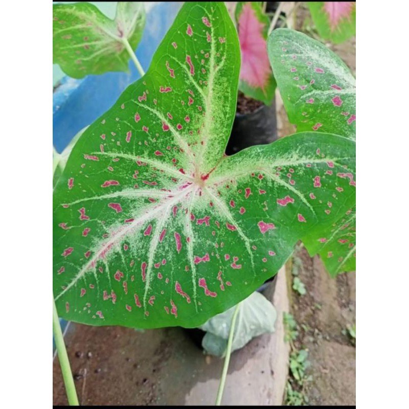 

gringer/bercak darah