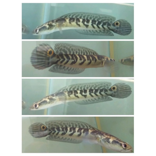 yellow sentarum 14~16cm bar simet top grade AA